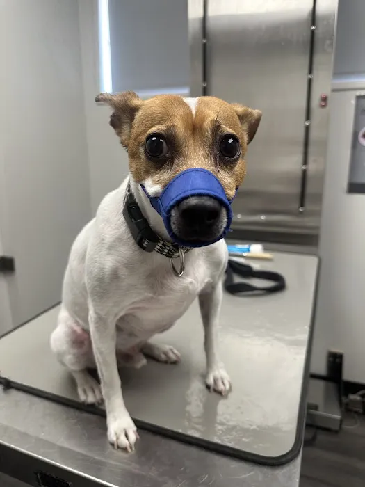 Hillchester Animal Hospital Picture 3
