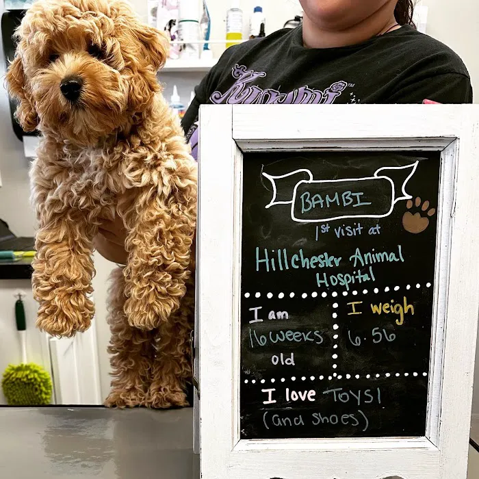 Hillchester Animal Hospital Picture 10