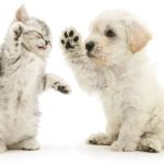 Animal Hospital of Stone Park