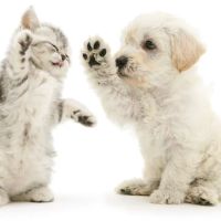 Animal Hospital of Stone Park ico