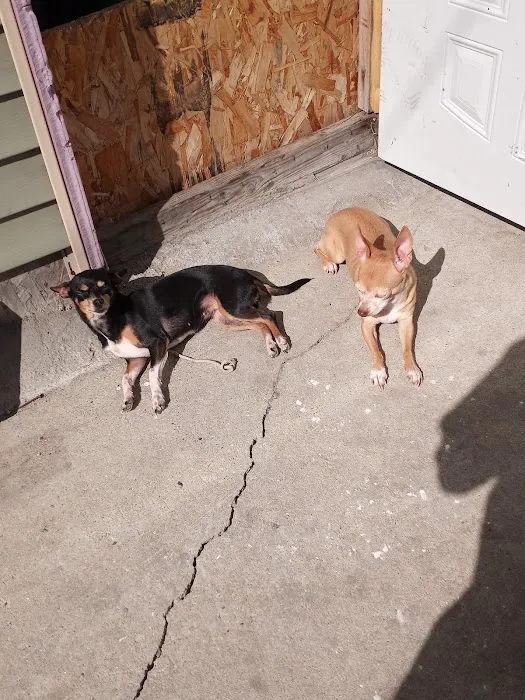 Animal Hospital of Stone Park Picture 2