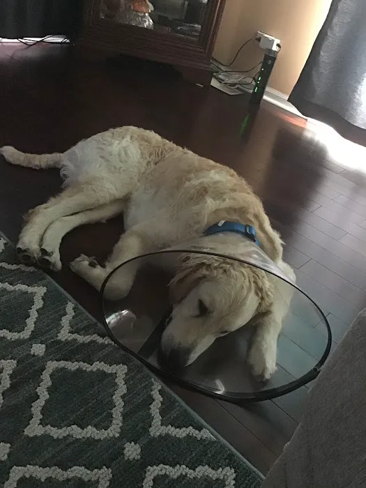 Animal Hospital of Stone Park Picture 5