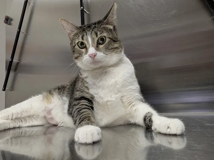 Melrose Park Animal Hospital - IMMEDIATE CARE - Picture 3