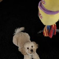Park Animal Hospital ico