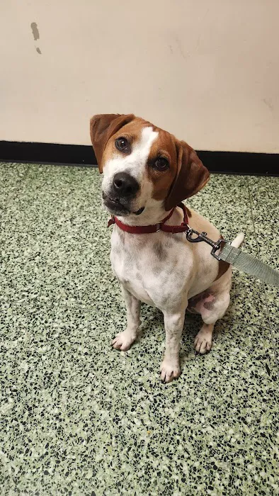 Park Animal Hospital Picture 6