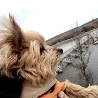 Diversey Animal Hospital ico