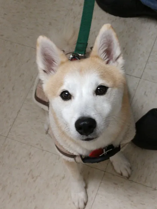 Diversey Animal Hospital Picture 10