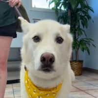 Grand Avenue Animal Hospital ico
