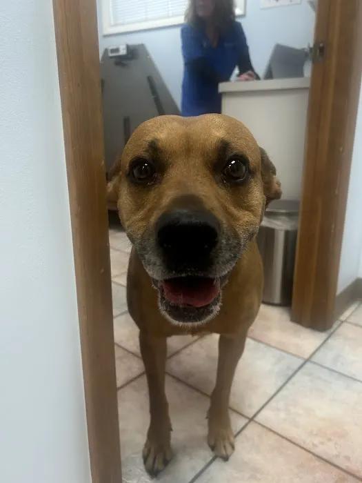 Grand Avenue Animal Hospital Picture 2