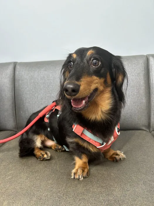 Grand Avenue Animal Hospital Picture 10