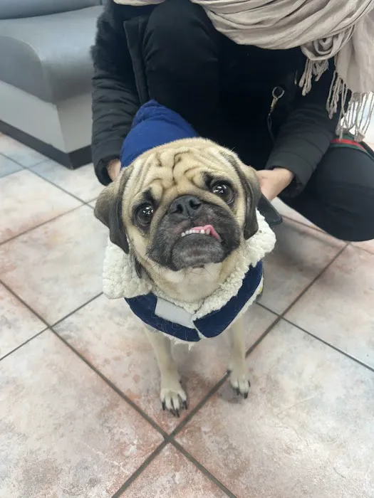 Grand Avenue Animal Hospital Picture 8