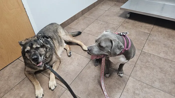 VIP Petcare Picture 1