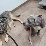 VIP Petcare