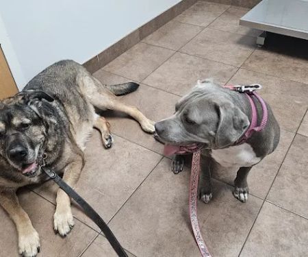 VIP Petcare
