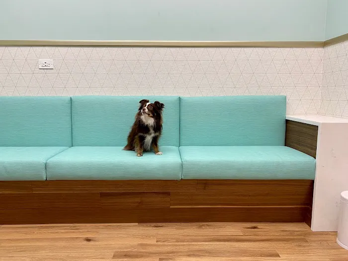 BLVD Vet Ravenswood Picture 9