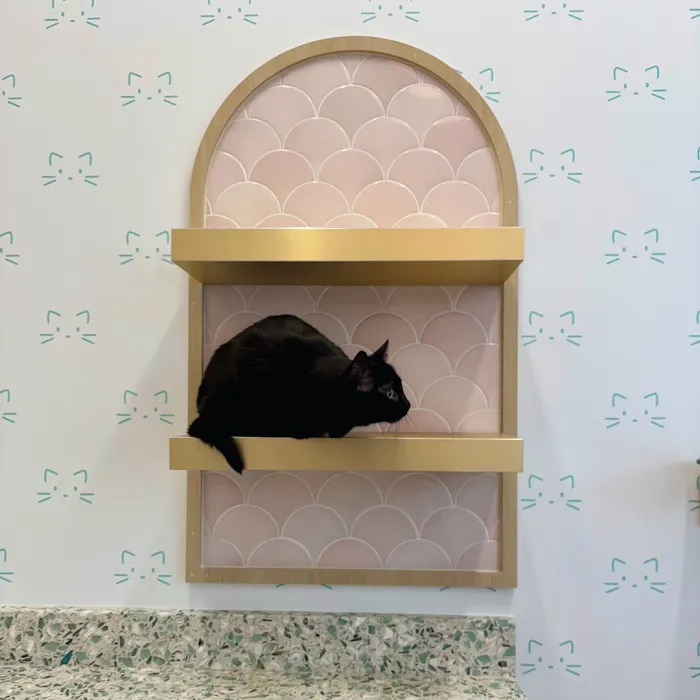 BLVD Cat Picture 8