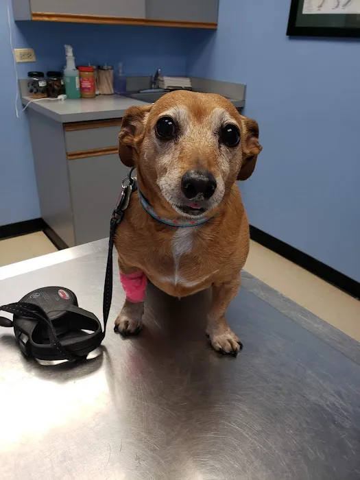 Lincoln Square Animal Hospital Picture 1