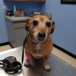 Lincoln Square Animal Hospital