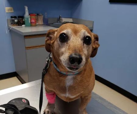 Lincoln Square Animal Hospital