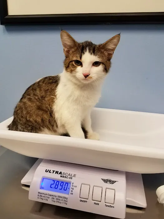 Lincoln Square Animal Hospital Picture 4