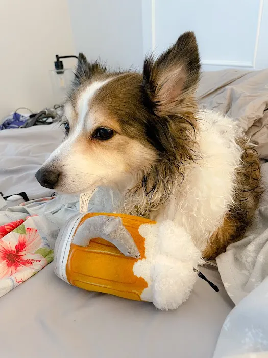 Lincoln Square Animal Hospital Picture 5