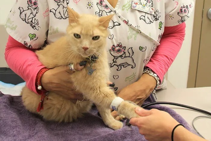 VCA Cat Hospital of Chicago Picture 8
