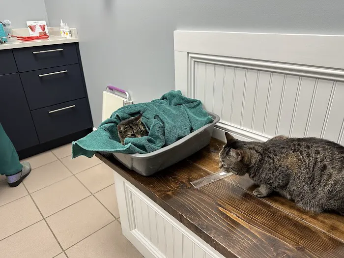 VCA Cat Hospital of Chicago Picture 3