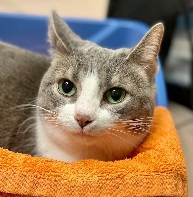 VCA Cat Hospital of Chicago Picture 1