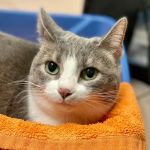VCA Cat Hospital of Chicago
