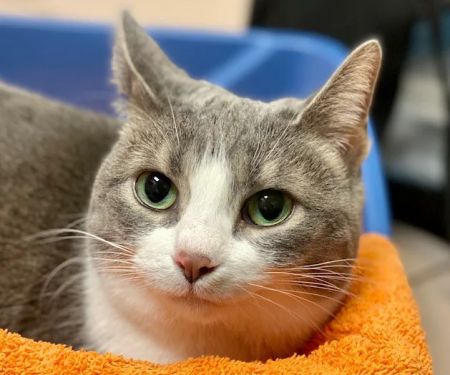 VCA Cat Hospital of Chicago