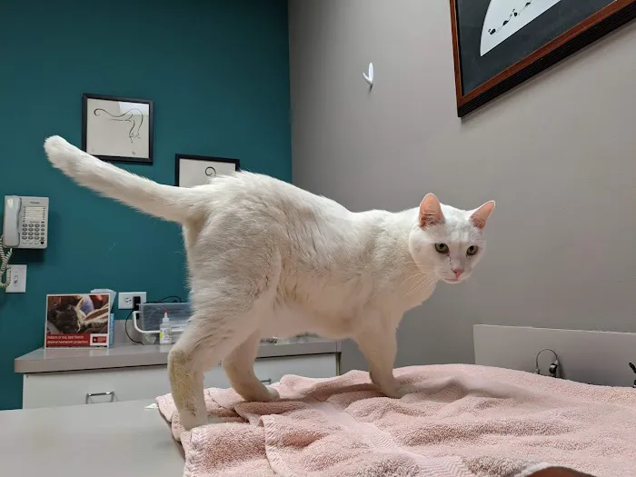 VCA Cat Hospital of Chicago Picture 2