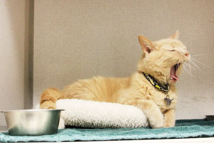 VCA Cat Hospital of Chicago Picture 7