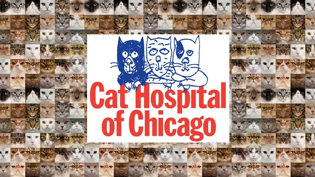 VCA Cat Hospital of Chicago Picture 10
