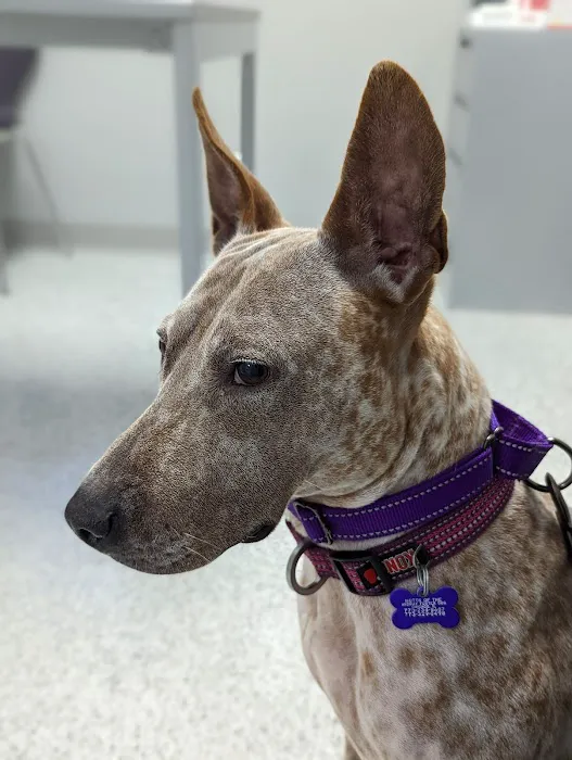 Shelter Veterinary Solutions Picture 3