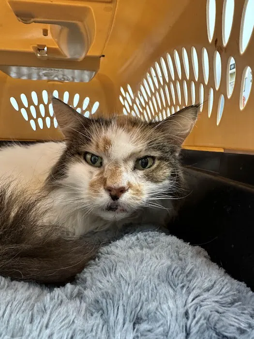 Shelter Veterinary Solutions Picture 9