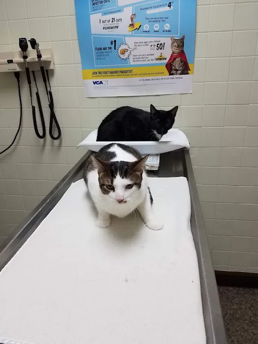 VCA Chicago North Animal Hospital Picture 4