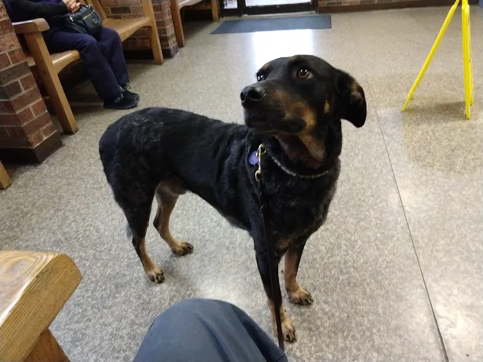 VCA Chicago North Animal Hospital Picture 6