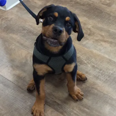 VCA Chicago North Animal Hospital Picture 1