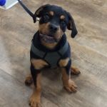 VCA Chicago North Animal Hospital