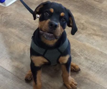 VCA Chicago North Animal Hospital