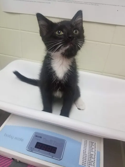 VCA Chicago North Animal Hospital Picture 8