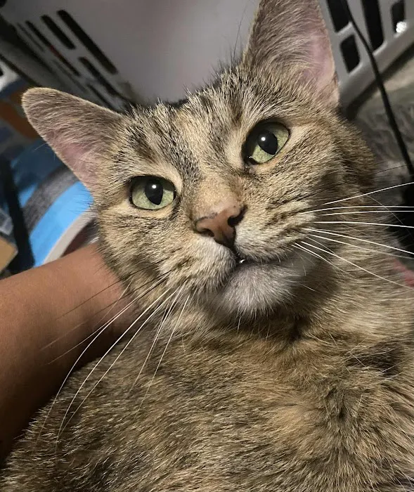 Ivy Veterinary Care Picture 4