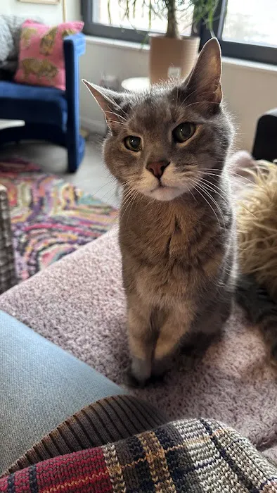 Ivy Veterinary Care Picture 8