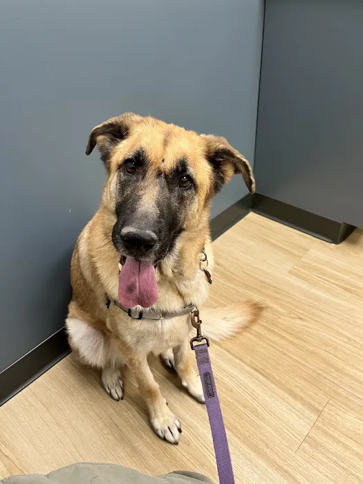 Ivy Veterinary Care Picture 3