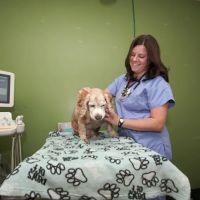 Premier Veterinary Group - Chicago ico