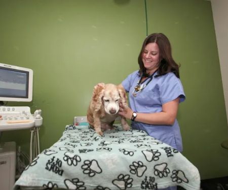 Premier Veterinary Group - Chicago