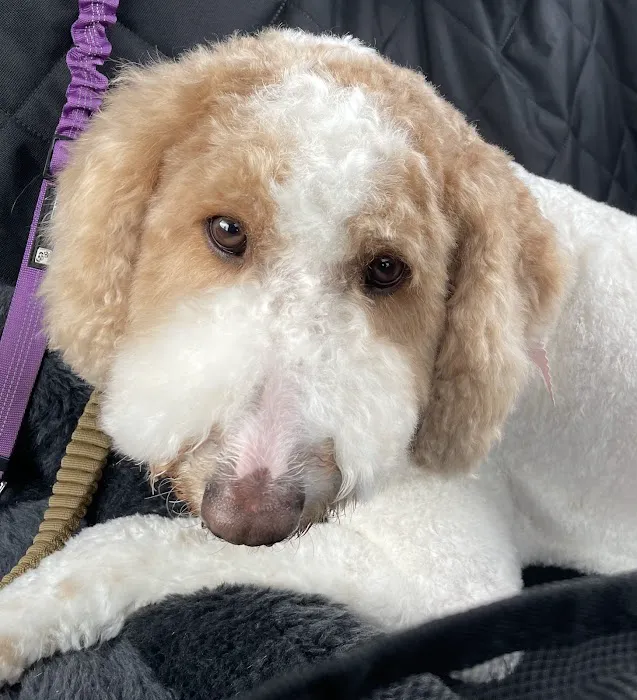 Insight Animal Behavior Services Picture 1