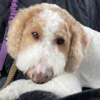Insight Animal Behavior Services ico