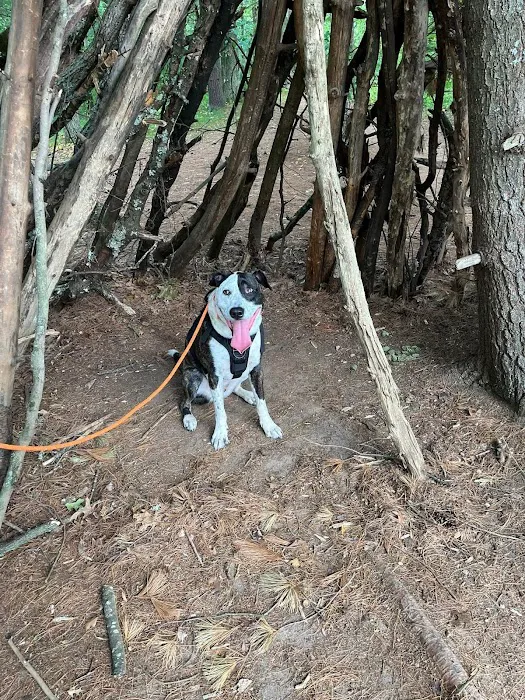 Insight Animal Behavior Services Picture 3