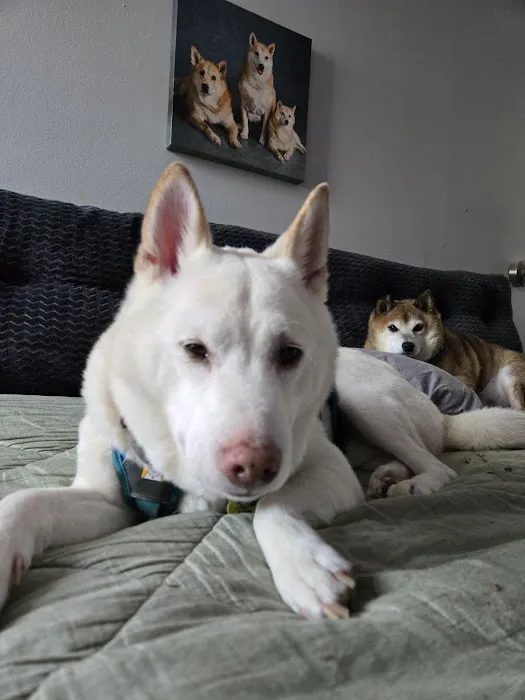 Insight Animal Behavior Services Picture 2